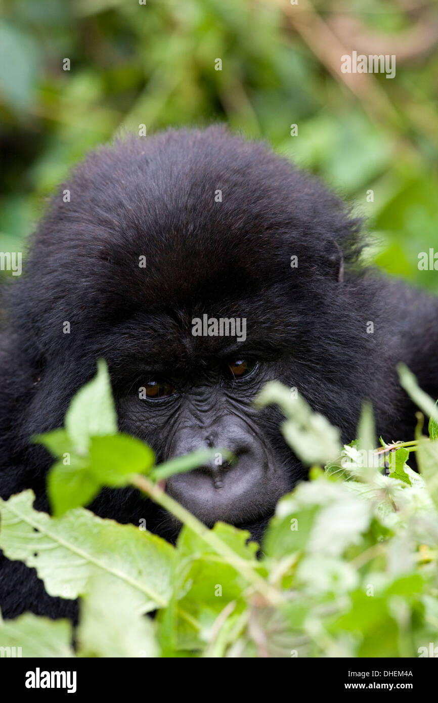 Gorilla di Montagna (Gorilla gorilla beringei), Kongo, Ruanda, Africa Foto Stock