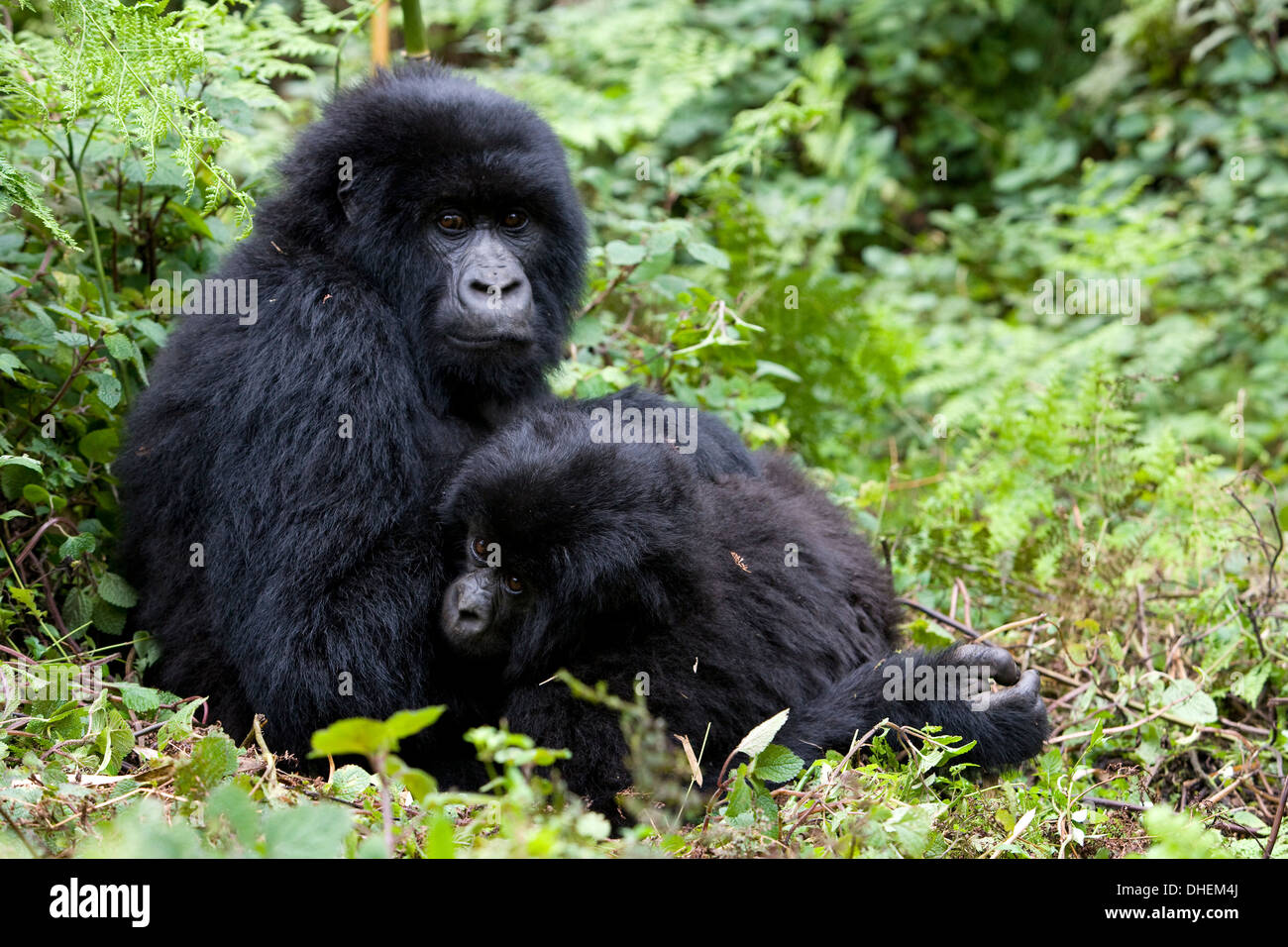 I gorilla di montagna (Gorilla gorilla beringei), Kongo, Ruanda, Africa Foto Stock