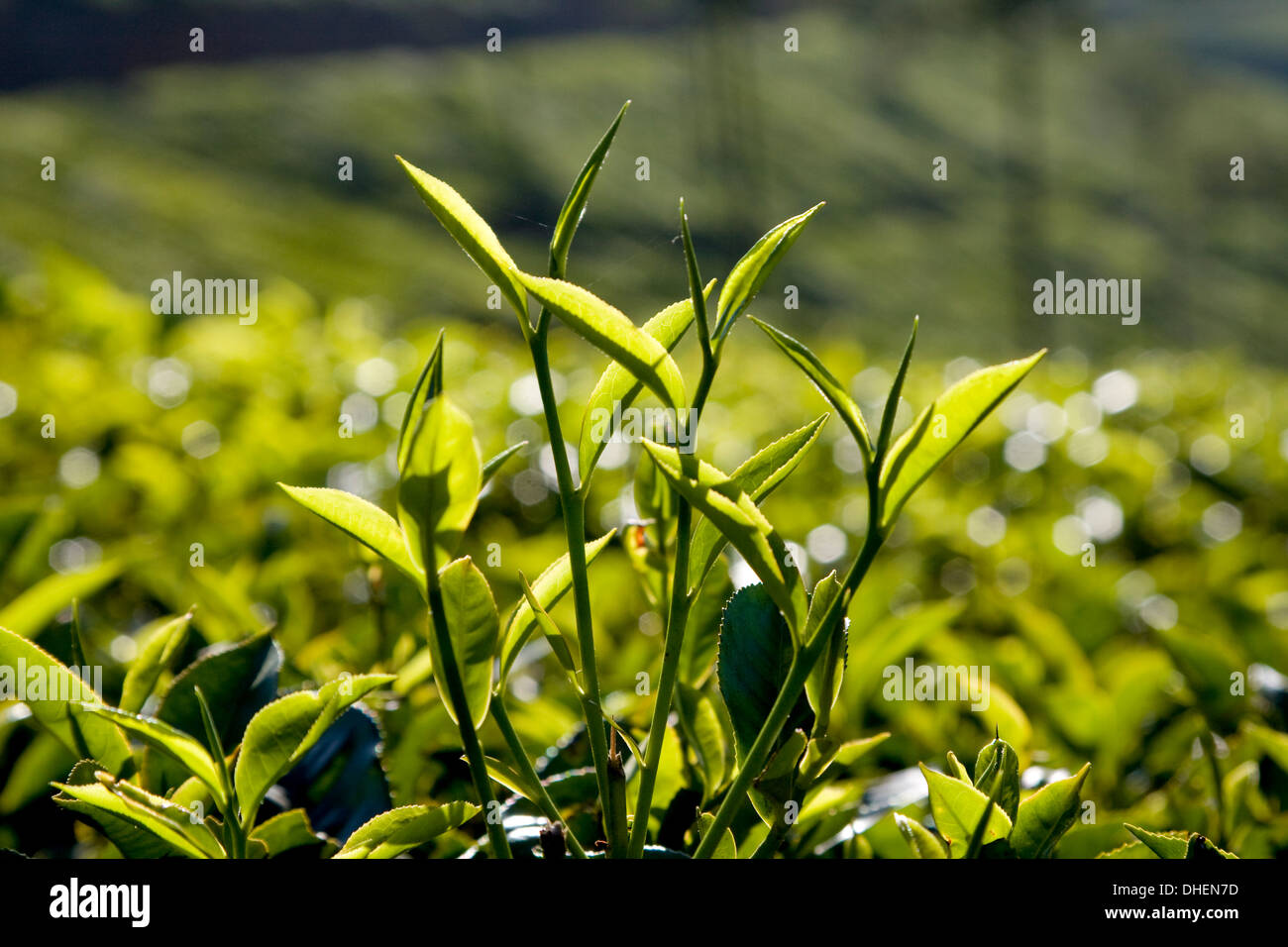 Le foglie di tè, Munnar Kerala, India, Asia Foto Stock