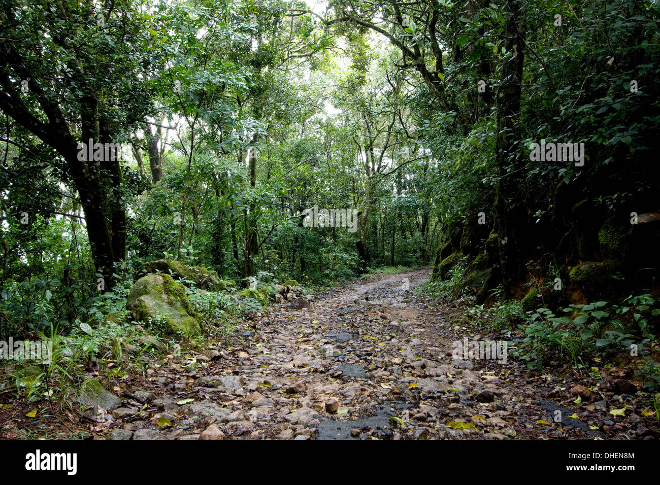 Percorso nella Foresta Shola, Eravikulam National Park, Kerala, India, Asia Foto Stock