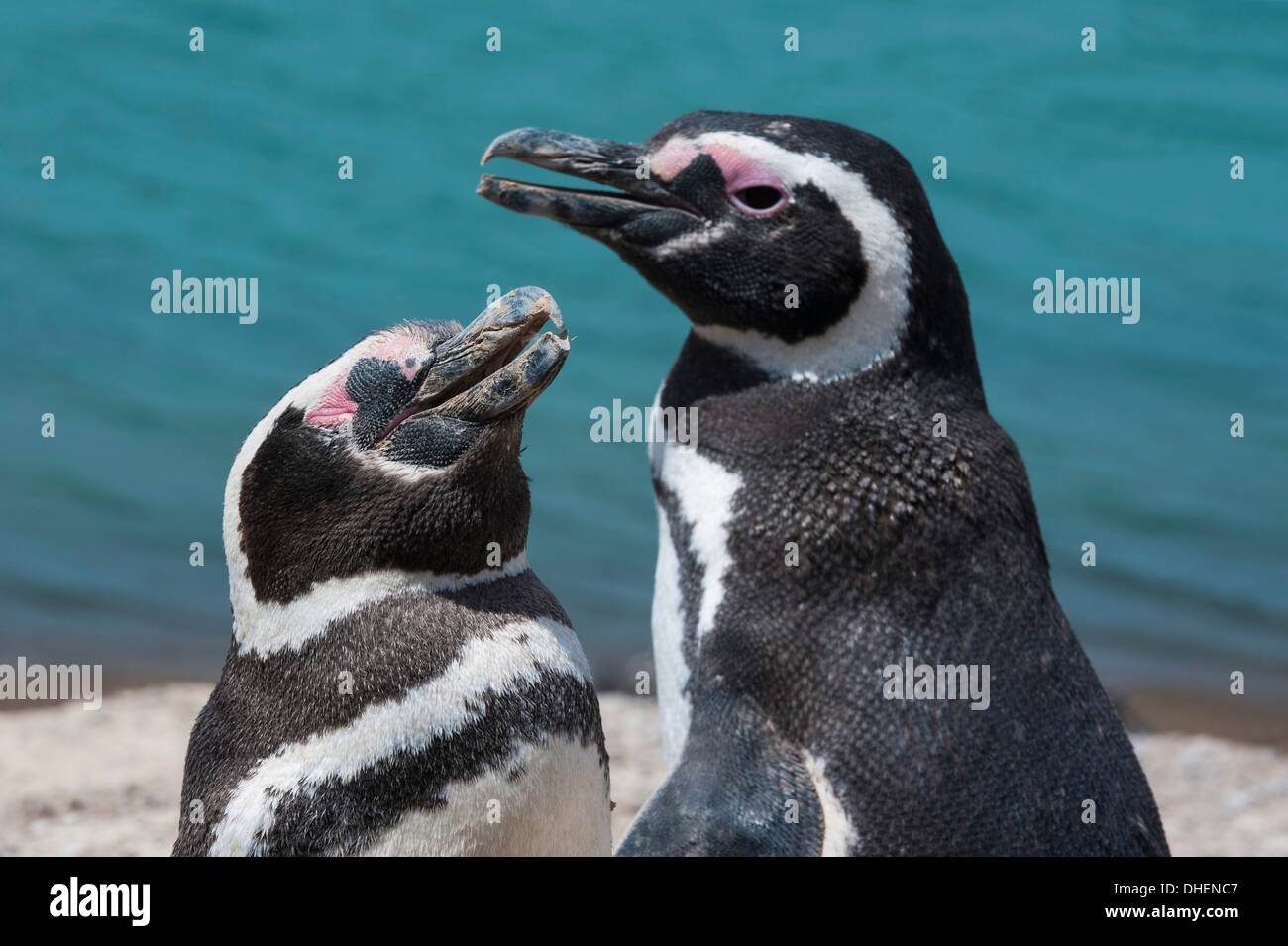 I pinguini di Magellano (Spheniscus magellanicus), penisola Valdez, Sito Patrimonio Mondiale dell'UNESCO, Argentina Foto Stock