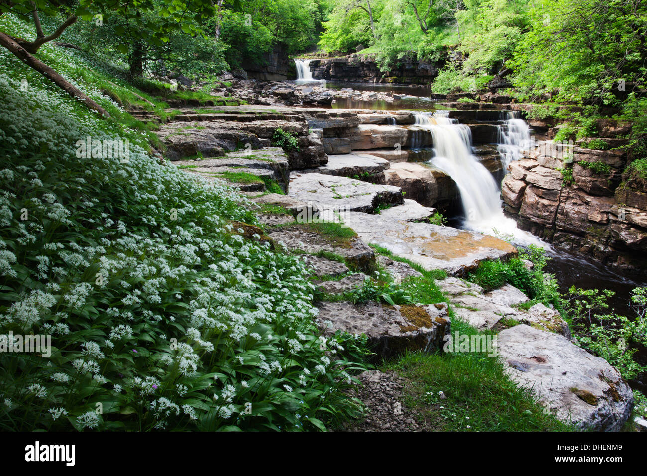 Aglio selvatico fiori a Kisdon vigore nei pressi di Keld, Swaledale, Yorkshire Dales, nello Yorkshire, Inghilterra, Regno Unito, Europa Foto Stock