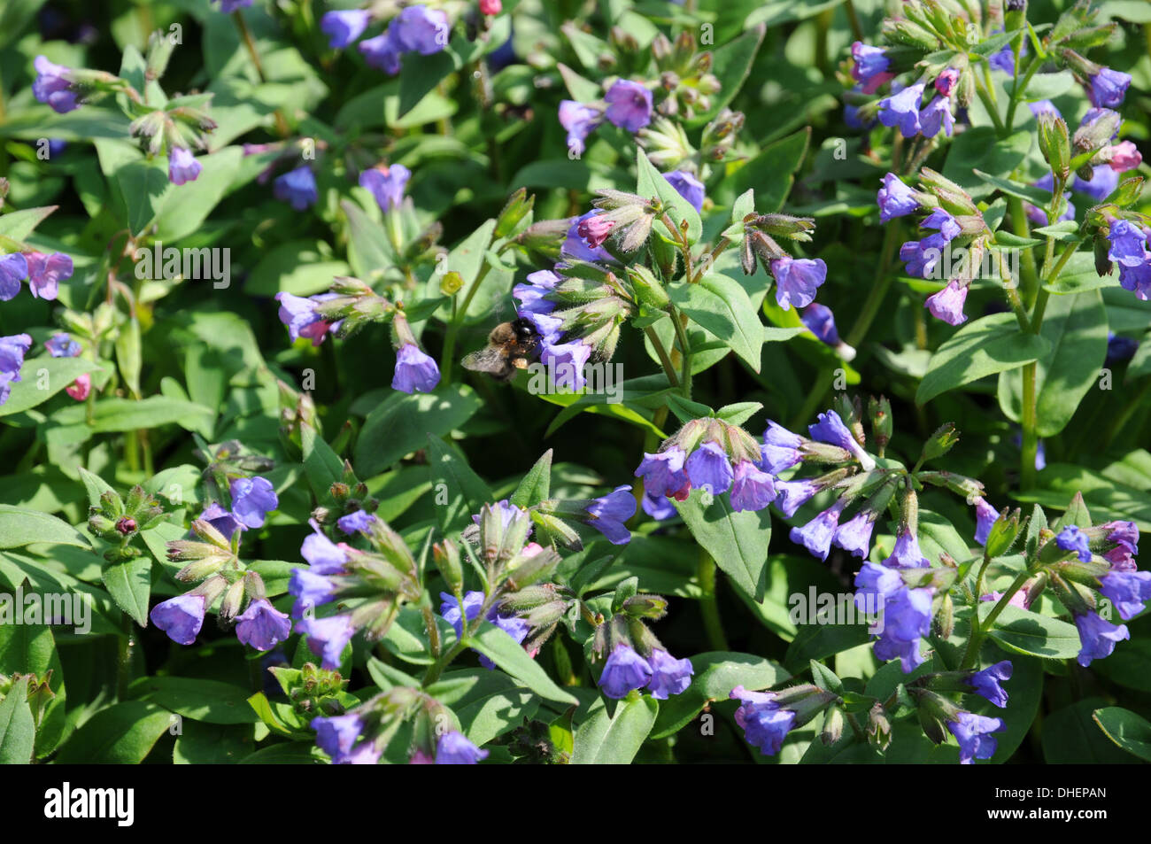 A stretta lasciava lungwort Foto Stock