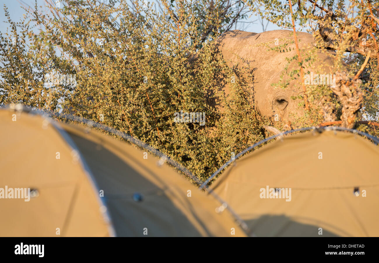 Elefante e ridge tenda Foto Stock
