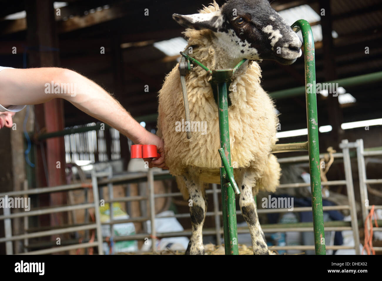 Pecore aventi un rivestimento di lana. Foto Stock