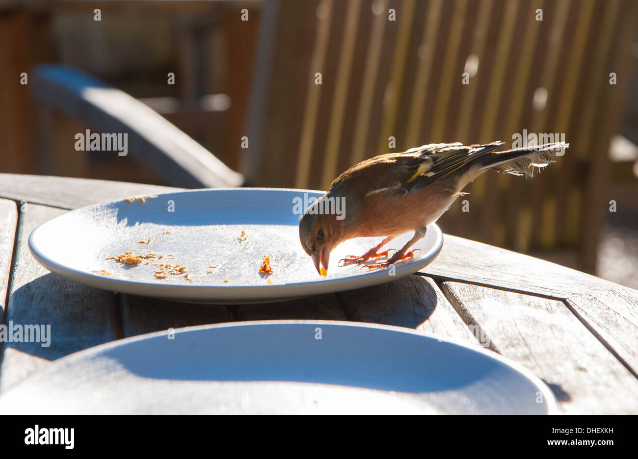 Un cheeky fringuello Fringilla coelebs ruba le briciole da una piastra di torta Foto Stock