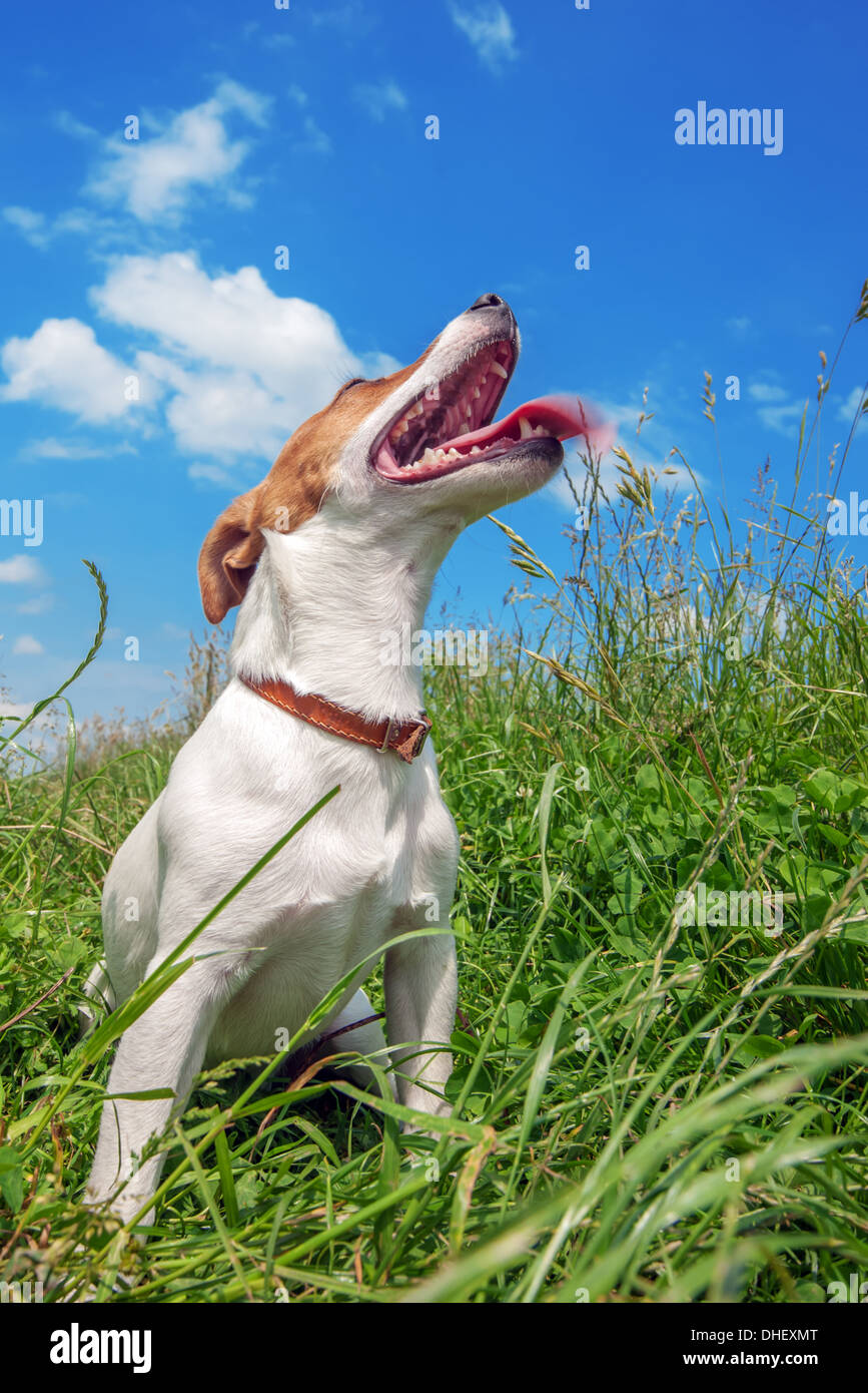 Jack Russel in erba di grandi dimensioni Foto Stock