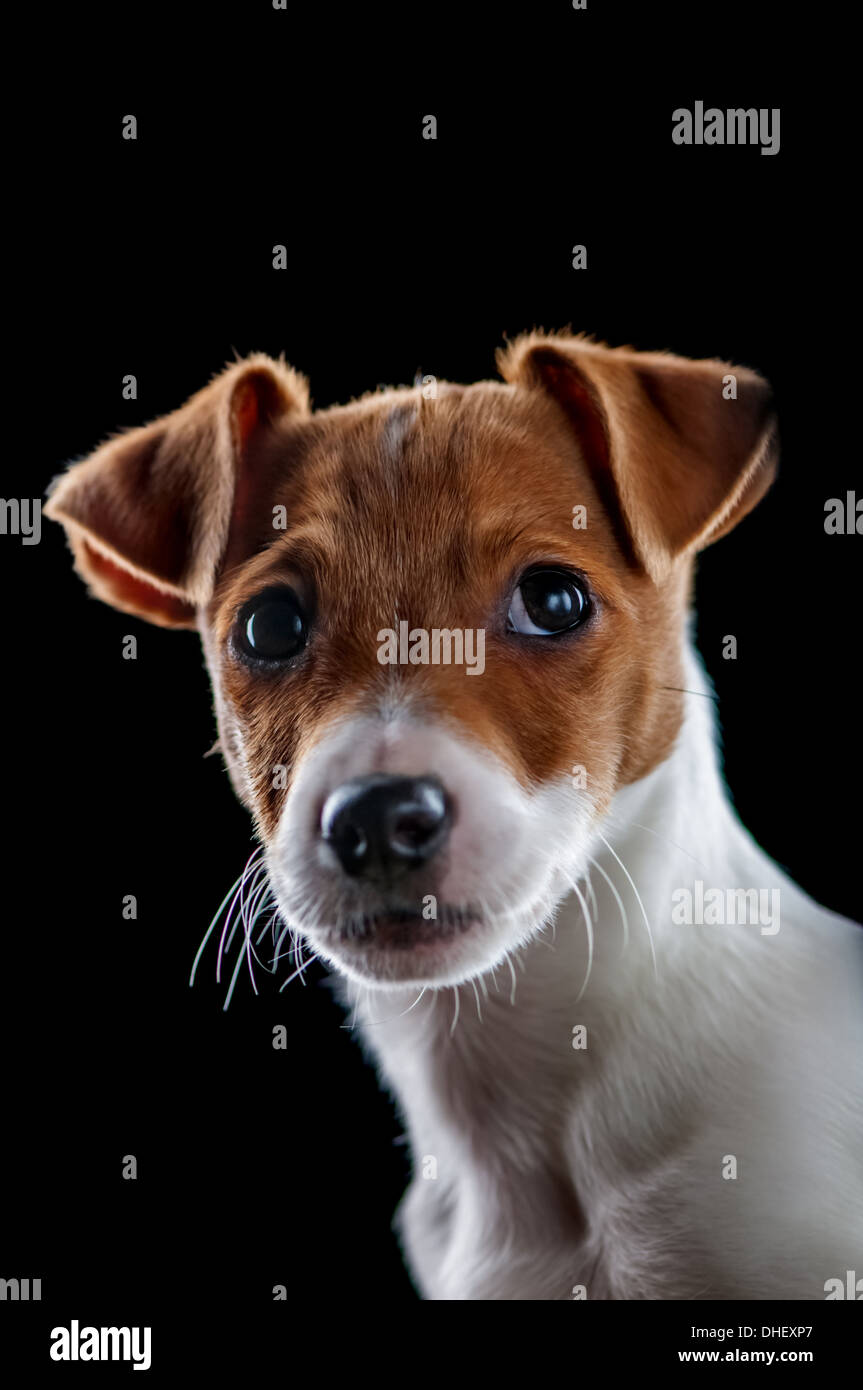 Jack Russel isolato su nero Foto Stock