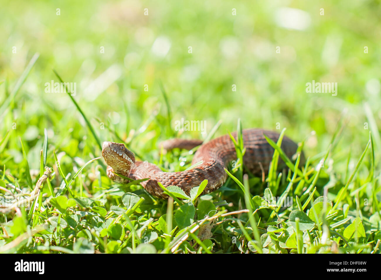 Viper in erba verde closeup Foto Stock