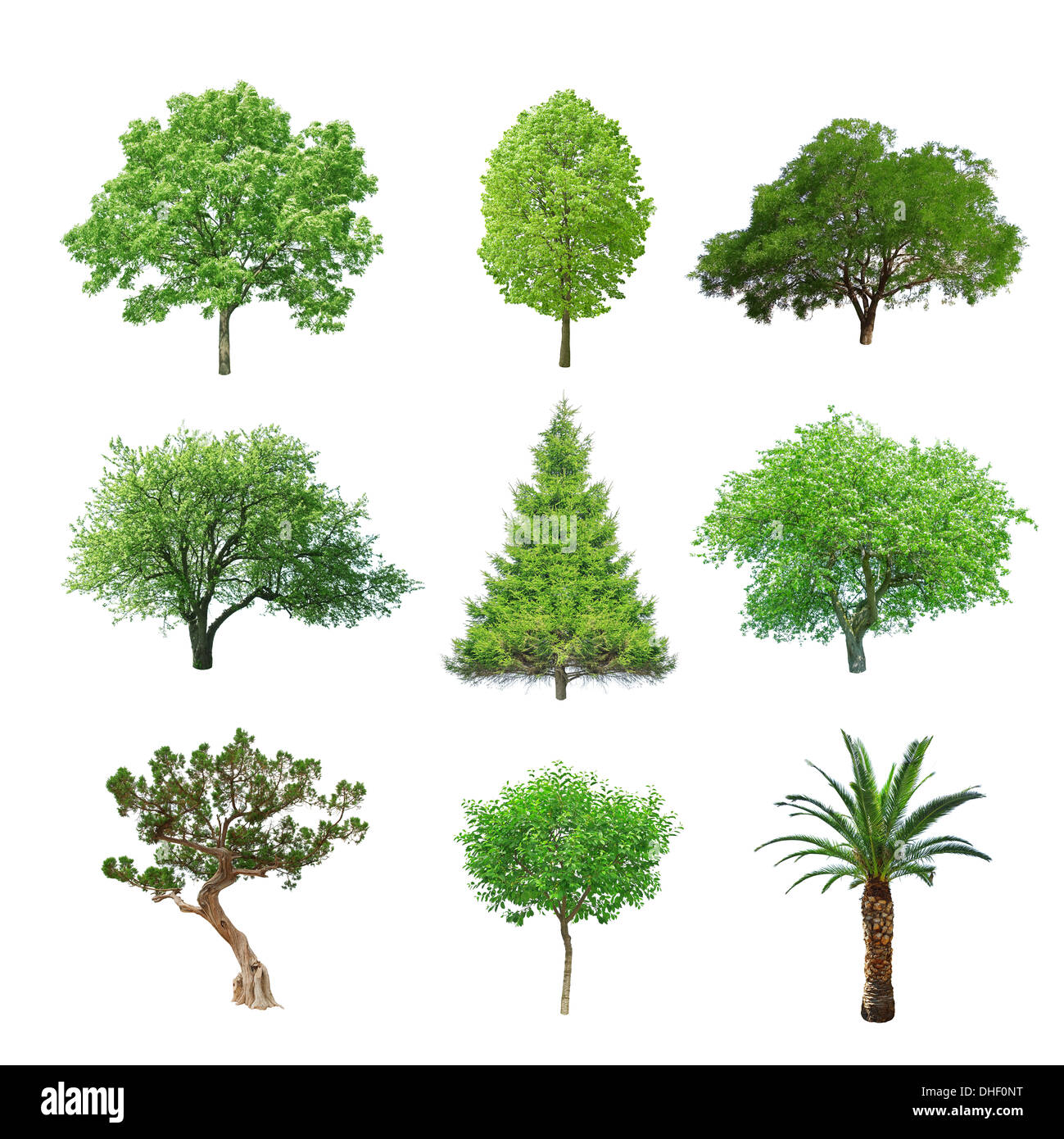 Diversi alberi isolati impostato su bianco Foto Stock