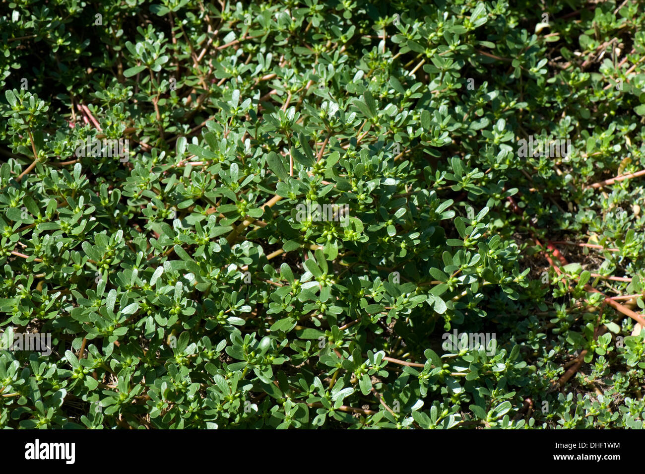 Purslane comune o pigweed, Portulaca oleracea, piante grasse un selvatico verdura a foglia o di erbaccia di seminativi Foto Stock