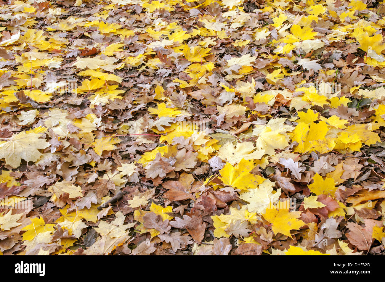 Foglie di colore arancione texture close up Foto Stock