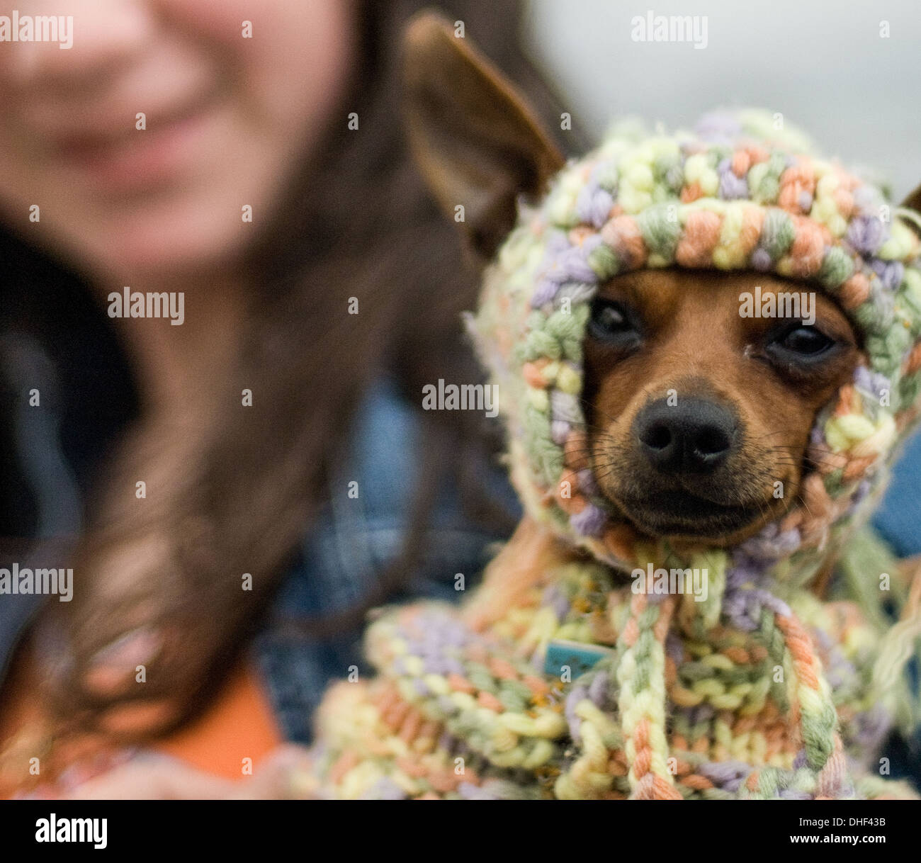 Cane indossando berretto lavorato a maglia Foto Stock