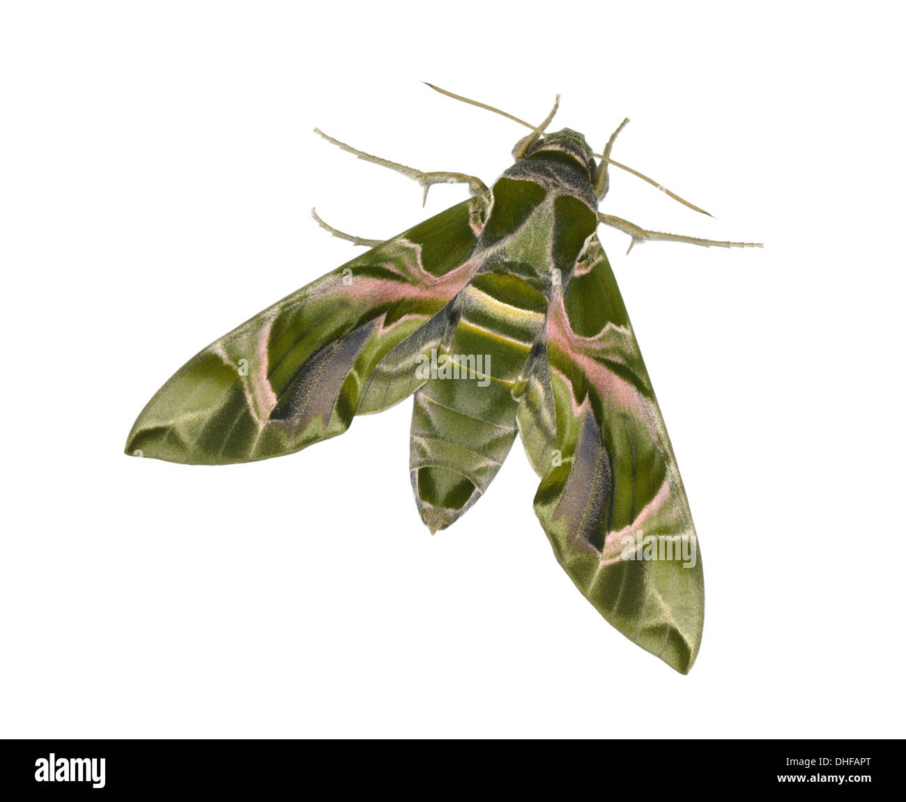 Oleandro Hawk-moth - Daphnis nerii Foto Stock