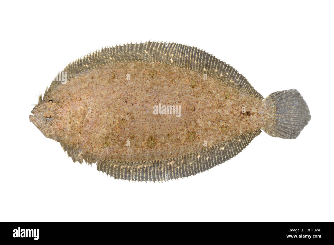 - Scaldfish Arnoglossus laterna Foto Stock