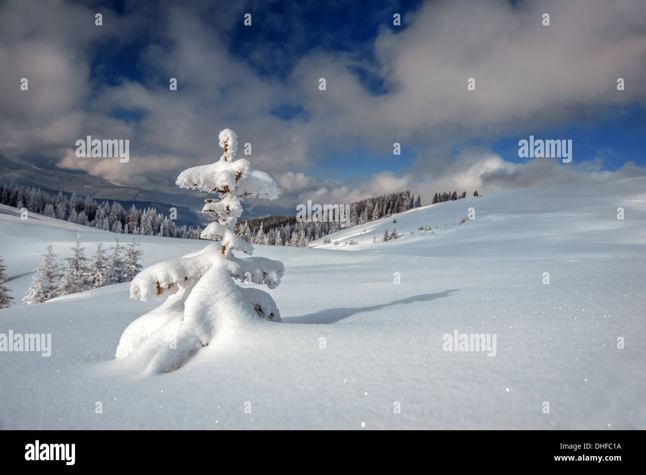 Snovy alberi sulle montagne invernali Foto Stock