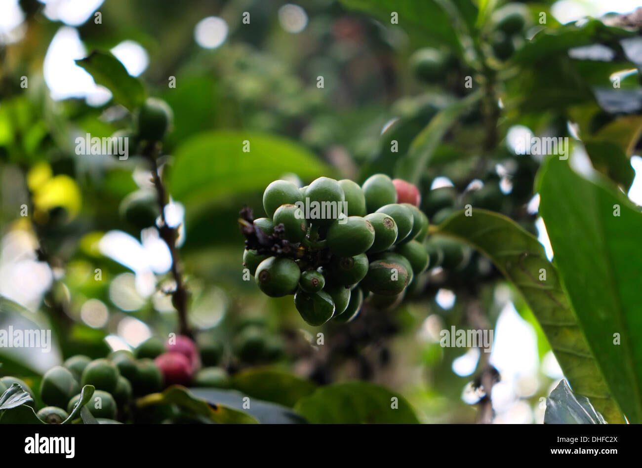 Acerbi di bacche di caffè crescono su una pianta del caffè nella regione di Boquete Chiriqui Provincia Repubblica di Panama Foto Stock