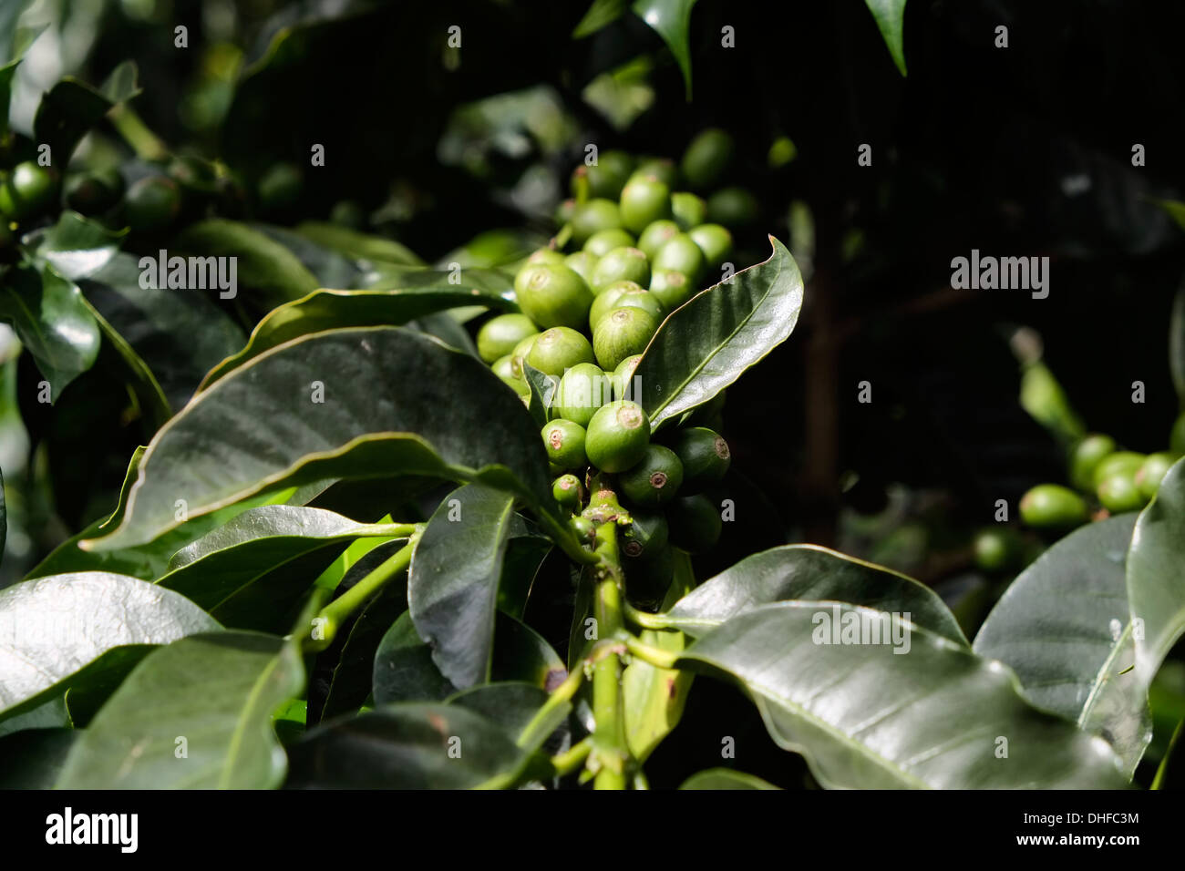 Acerbi di bacche di caffè crescono su una pianta del caffè nella regione di Boquete Chiriqui Provincia Repubblica di Panama Foto Stock