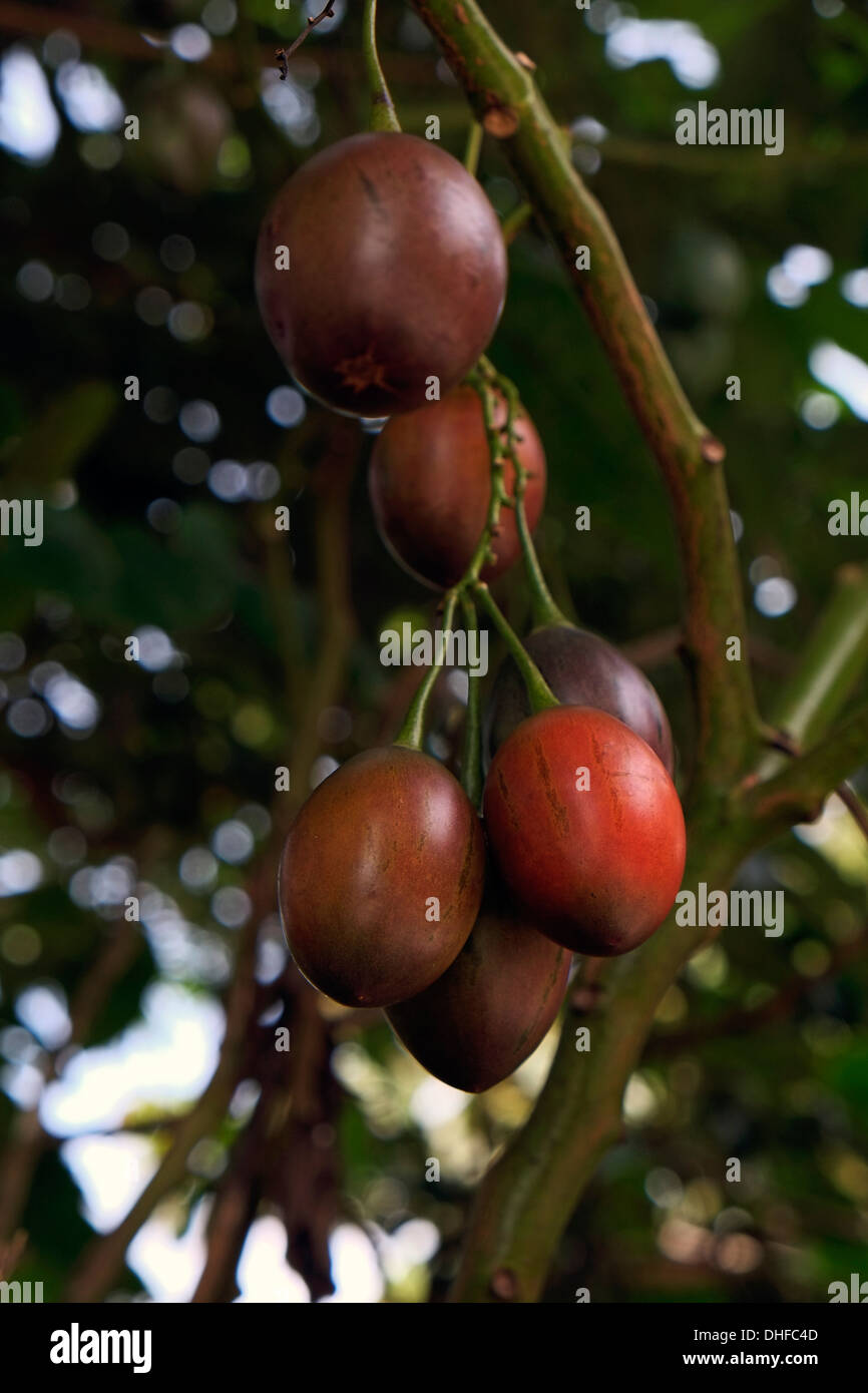 Bacche di caffè crescono su una pianta del caffè nella regione di Boquete Chiriqui Provincia Repubblica di Panama Foto Stock