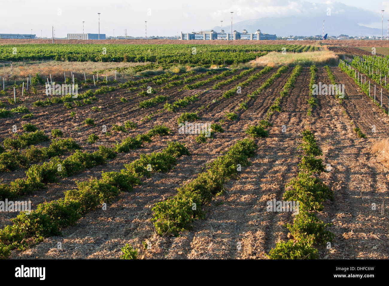 Terreni agricoli campagna arata [agricoltura commerciale] [campo arato] Mozia Mozzia Sicilia cheack-piselli prospettiva commerciale campo Foto Stock