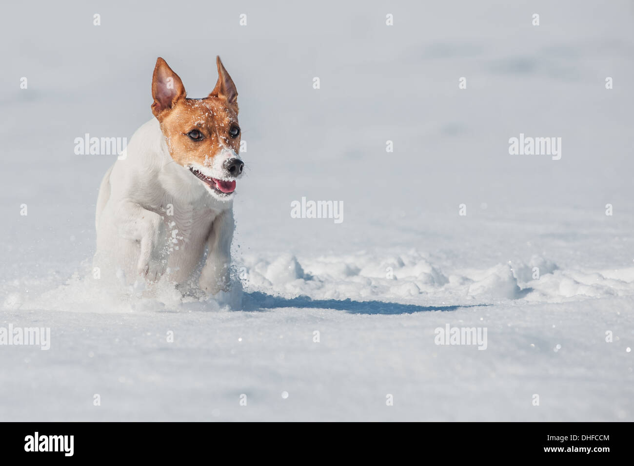 Jack Russel salto sulla neve Foto Stock