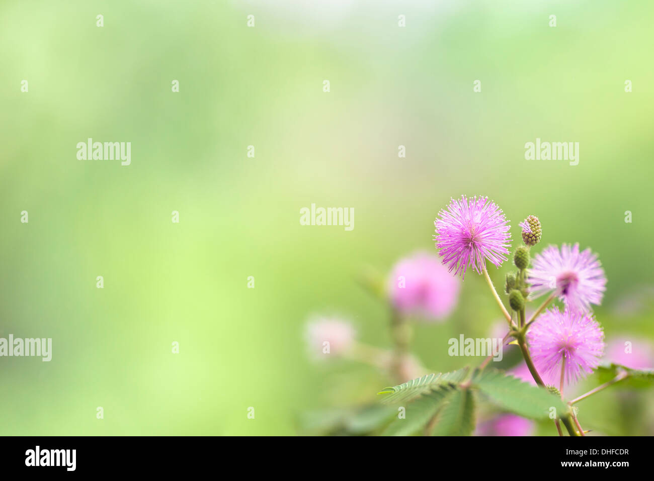 Mimosa fiori Foto Stock