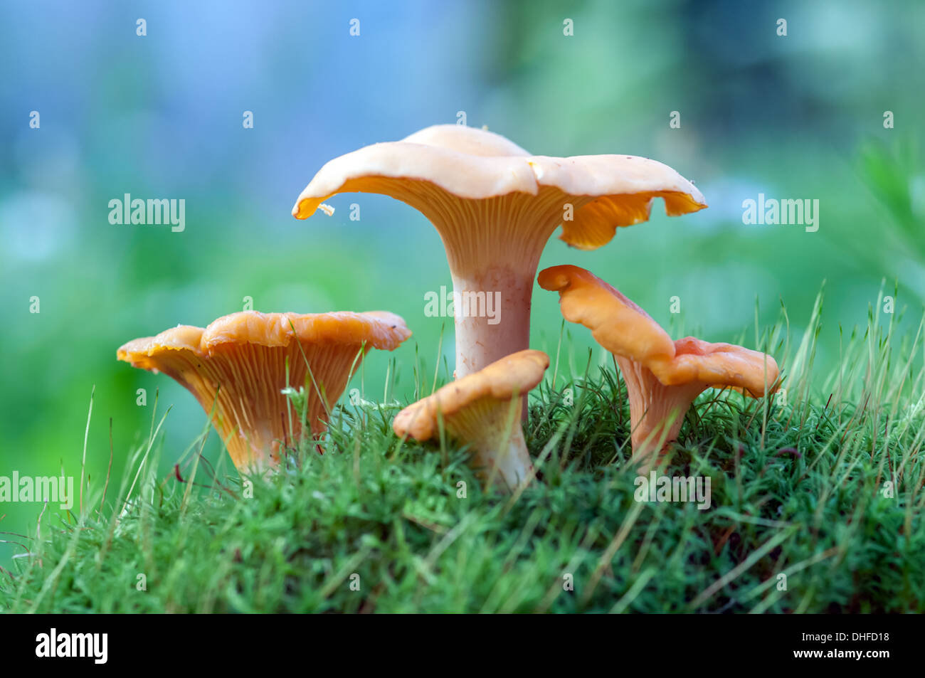 Chanterelle nella foresta vicino fino Foto Stock