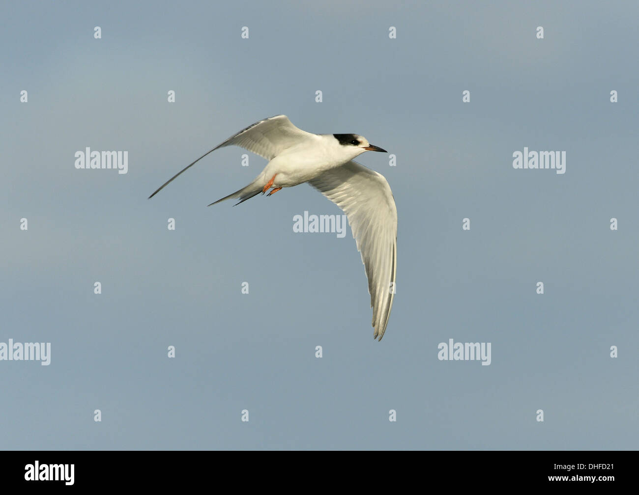 Comune - Tern Sterna hirundo - capretti. Foto Stock