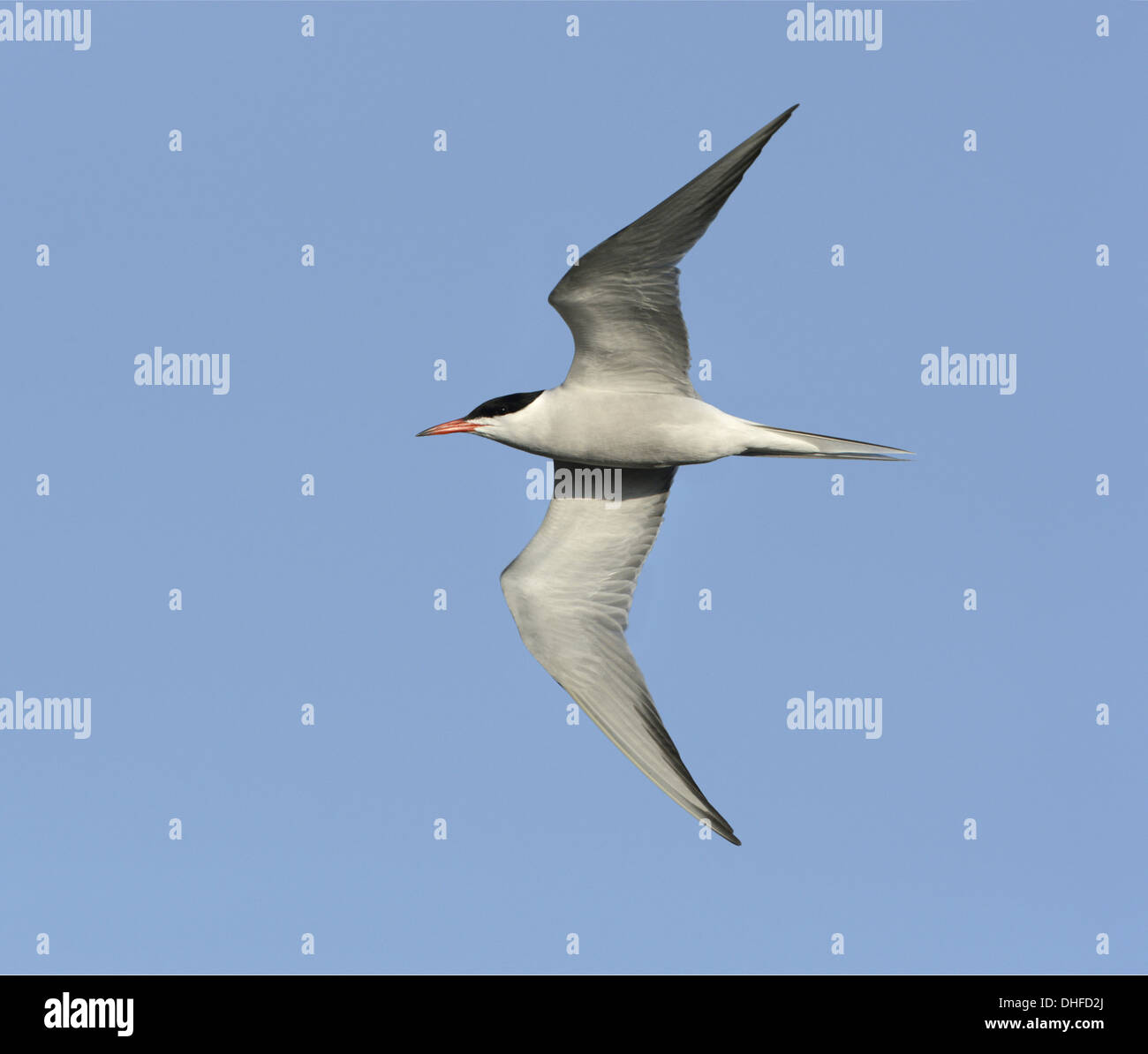 Common Tern Sterna hirundo Foto Stock