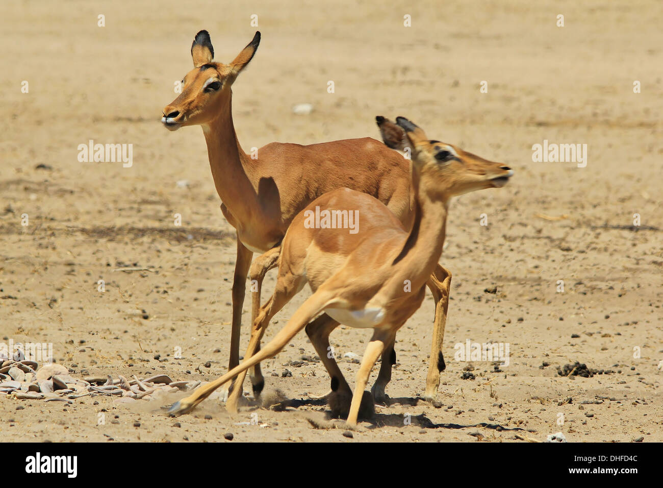 Comune di Impala - la fauna selvatica sfondo dall Africa - Bello e divertente dalla natura Foto Stock