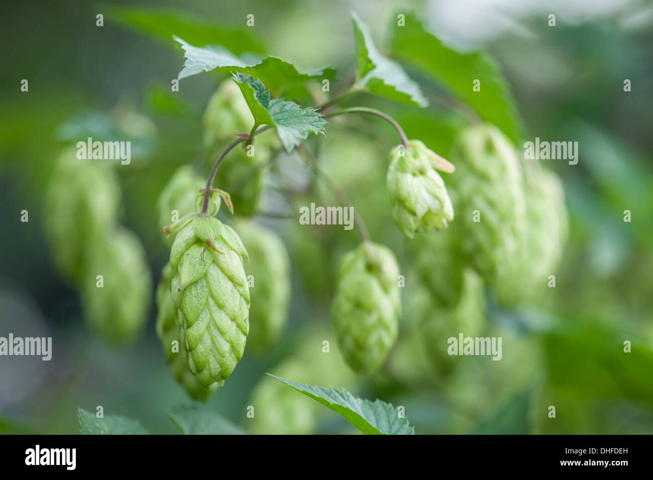 Cono hop su ramoscello closeup Foto Stock