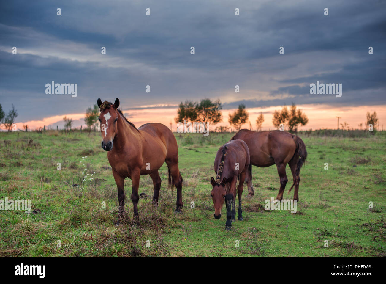 Tre cavalli sul prato Foto Stock