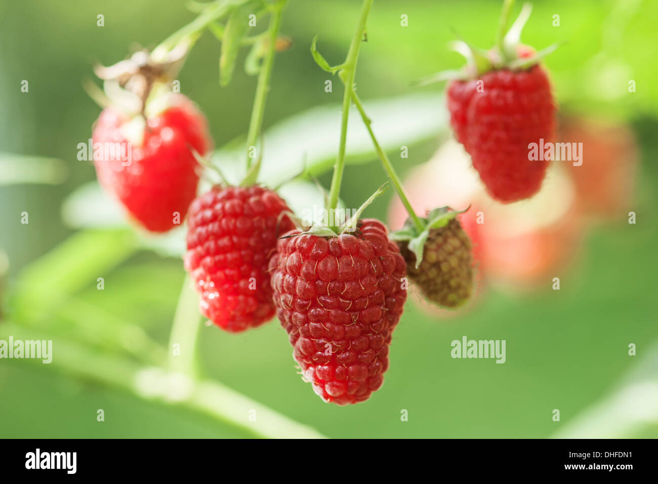 Macro shot di lampone maturo Foto Stock