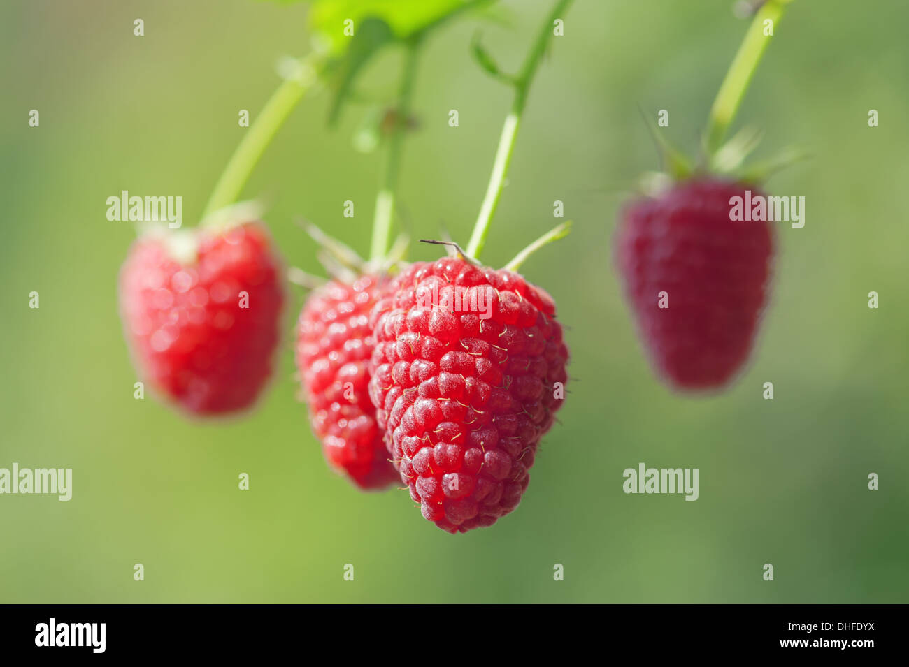 Macro shot di lampone maturo Foto Stock