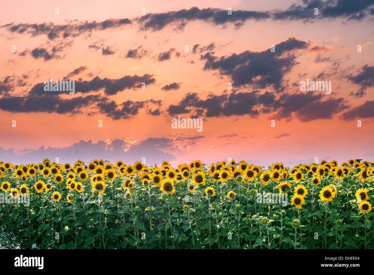 Campo di girasoli e arancione tramonto Foto Stock