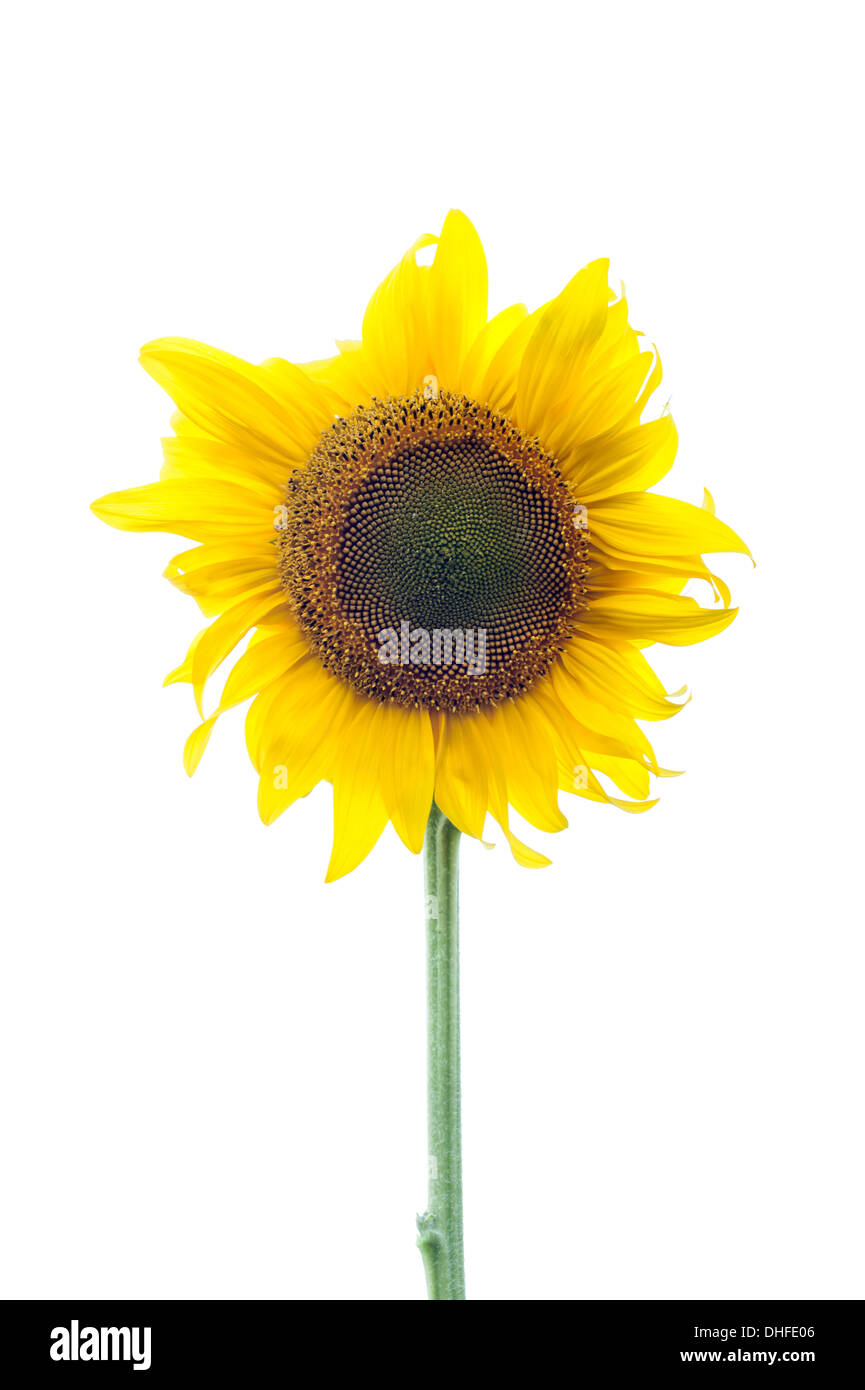 Testa di girasole isolato su bianco Foto Stock