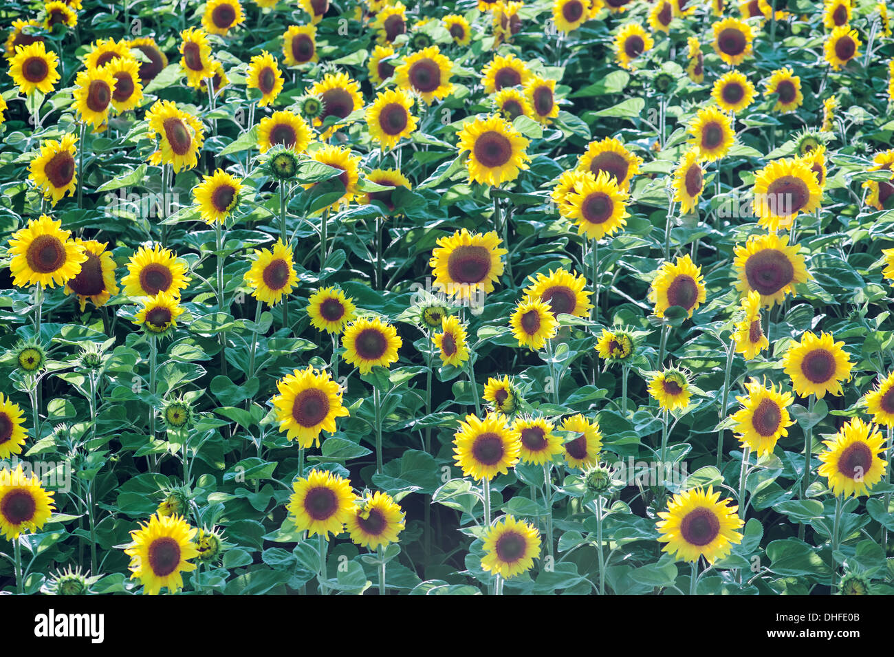 Il campo di girasole close up Foto Stock