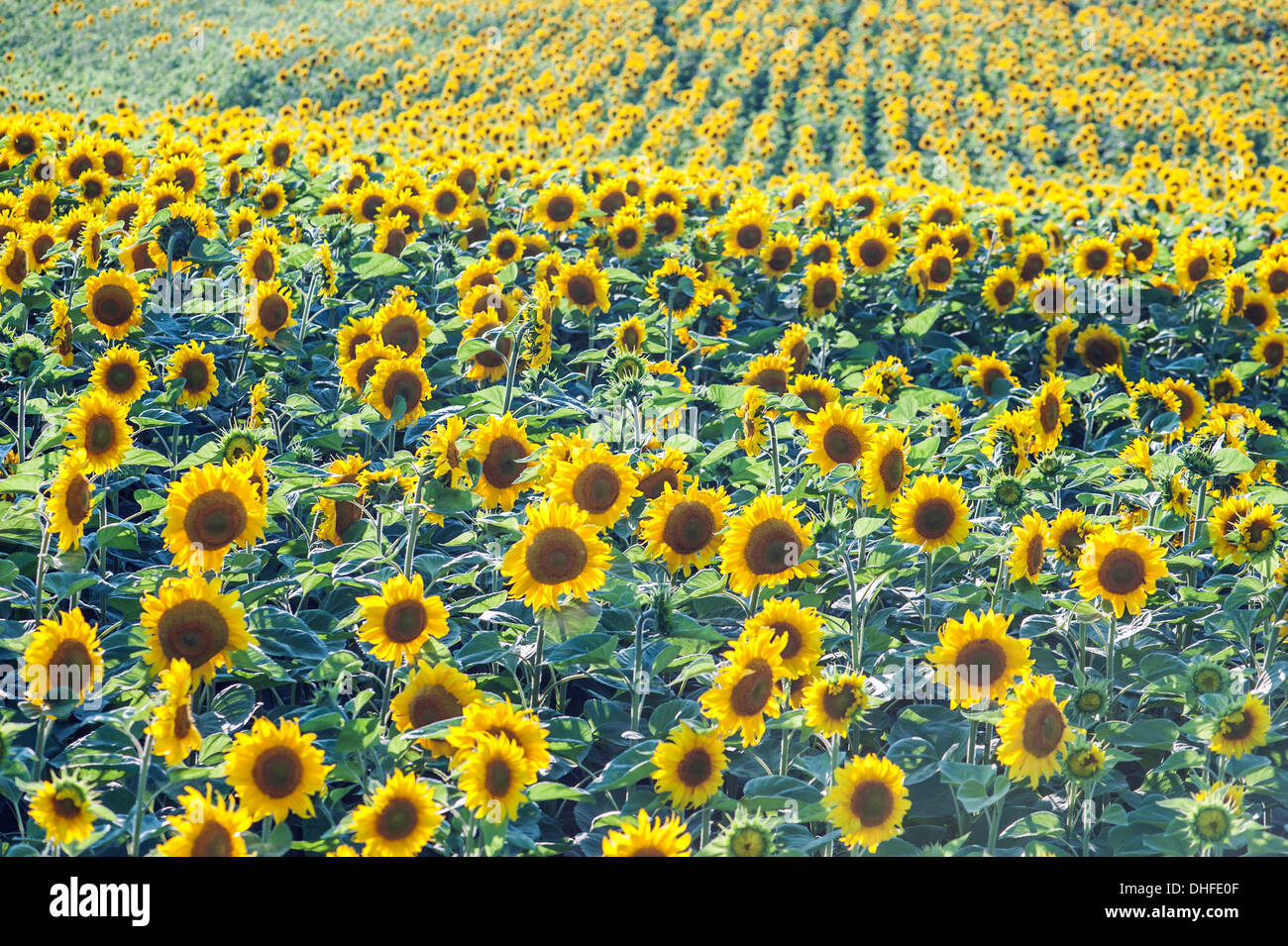 Il campo di girasole close up Foto Stock