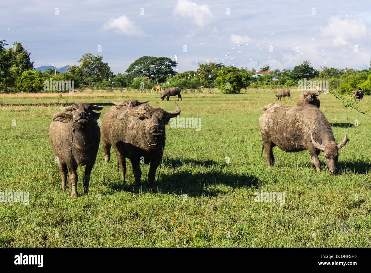 Masse Buffalo e inclinato in erba Foto Stock