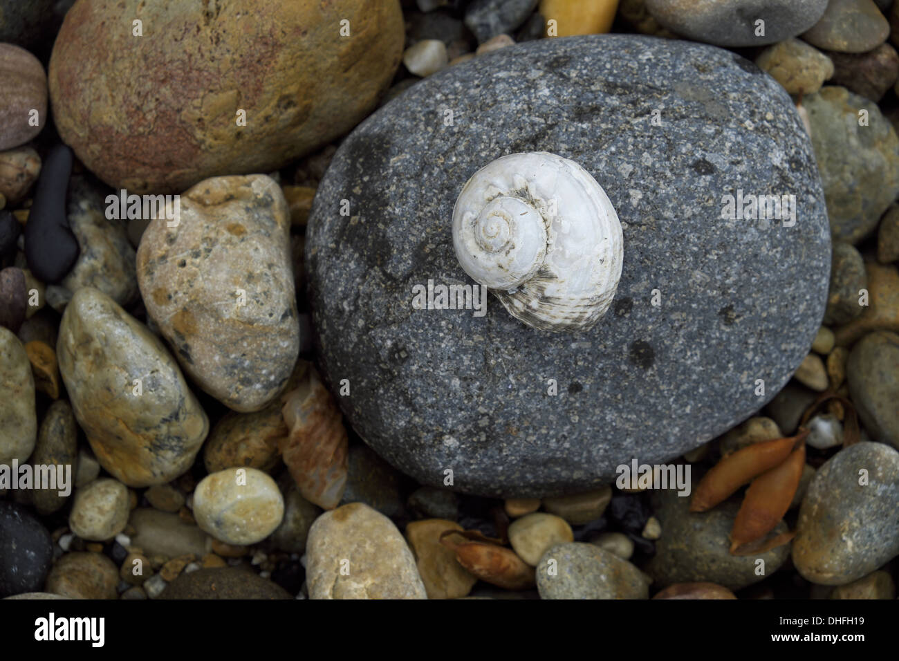 Shell su rocky foreshore Foto Stock