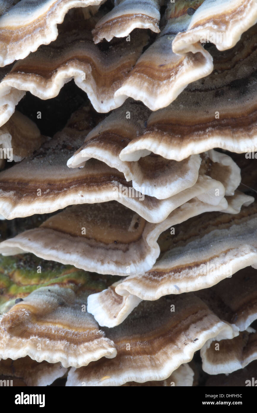 Trametes versicolor funghi in dettaglio Foto Stock