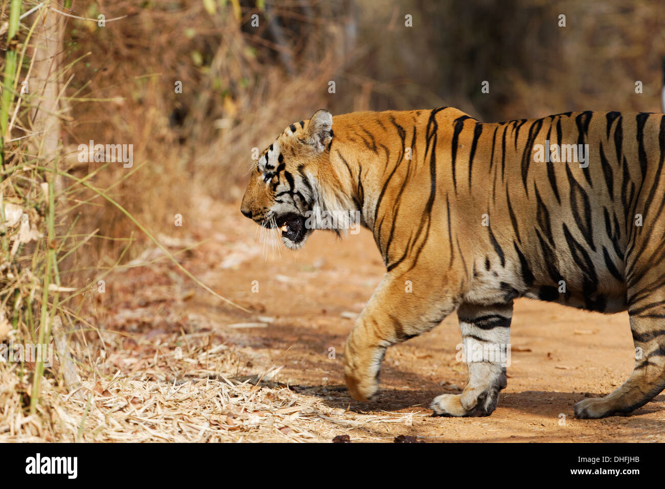 Waghdoh enorme o Scarface maschio dominante Tiger a Tadoba foresta, India. ( Panthera Tigris ) Foto Stock