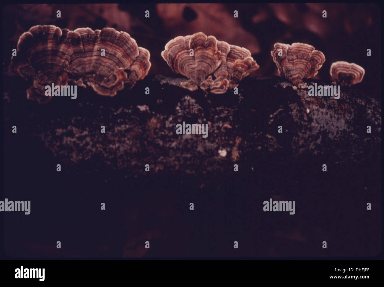 Fungo della coda di tacchino (Polyporus versicolor) che cresce su un tronco in decomposizione lungo un sentiero che porta al bacino Stumpy. Questo fungo è noto per il suo caratteristico aspetto colorato e il ruolo nella decomposizione. Foto Stock