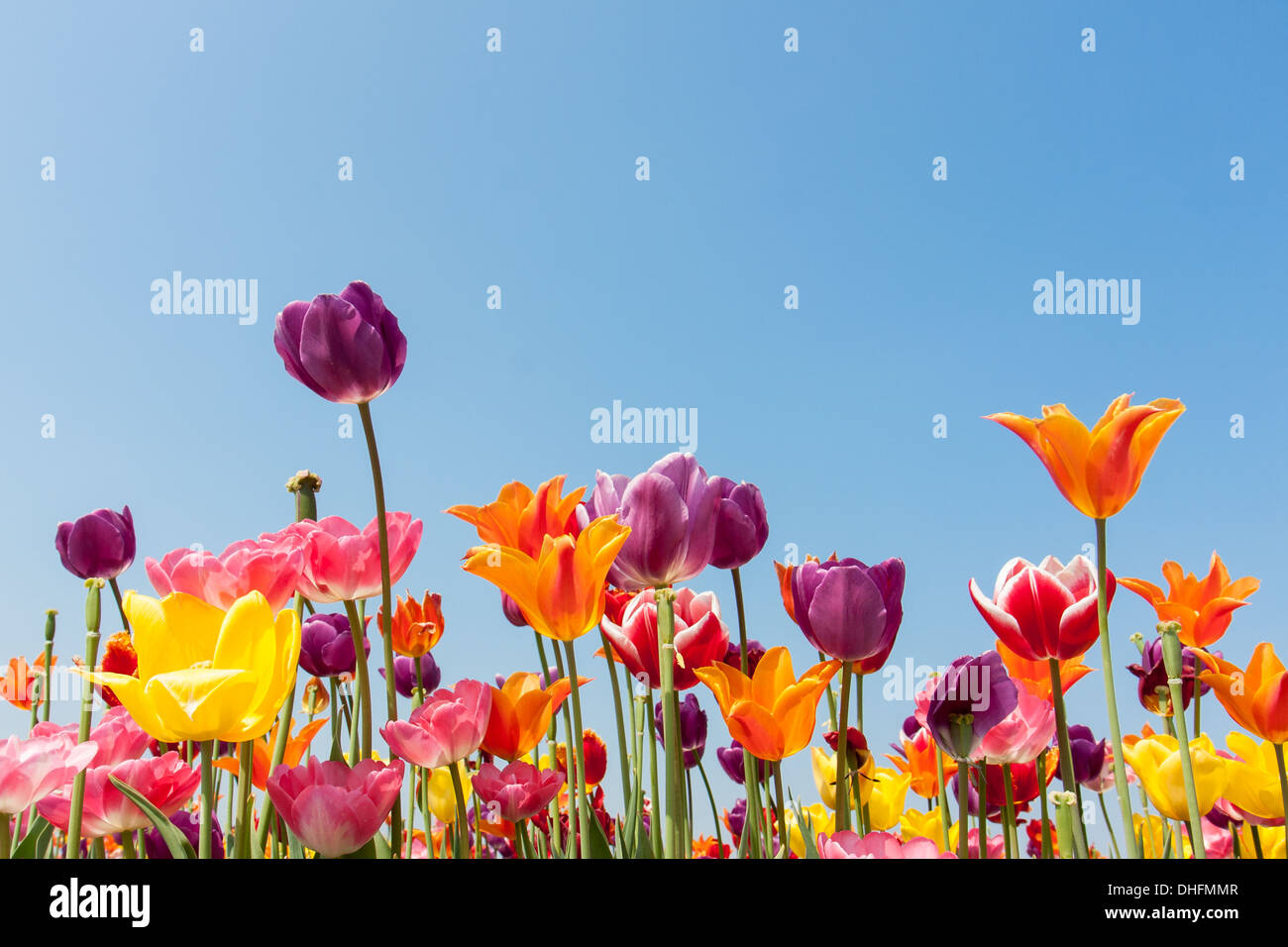 Incredibile tulipani multicolore contro un cielo blu Foto Stock