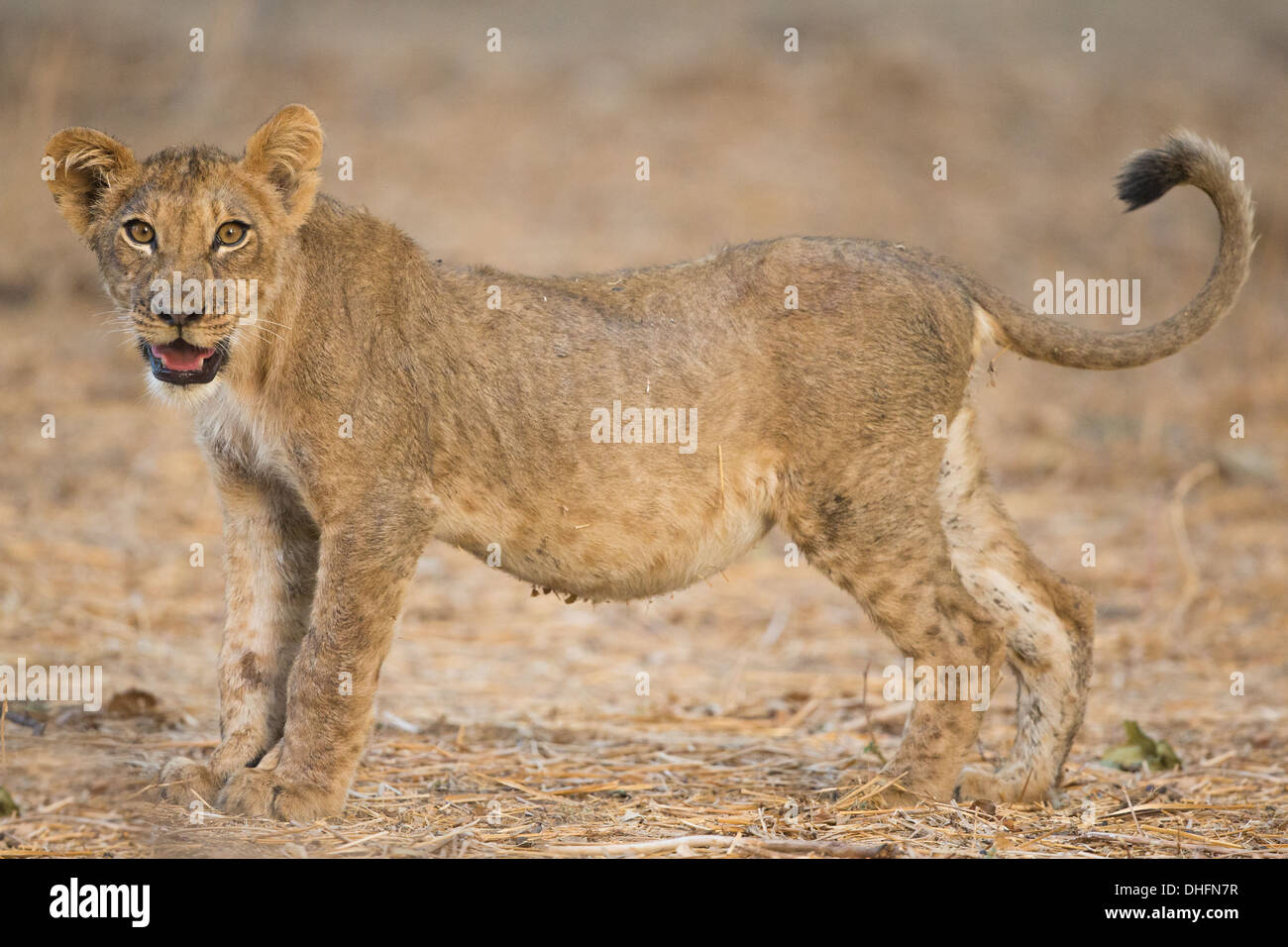 Vista laterale di un LION CUB (Panthera leo) Foto Stock