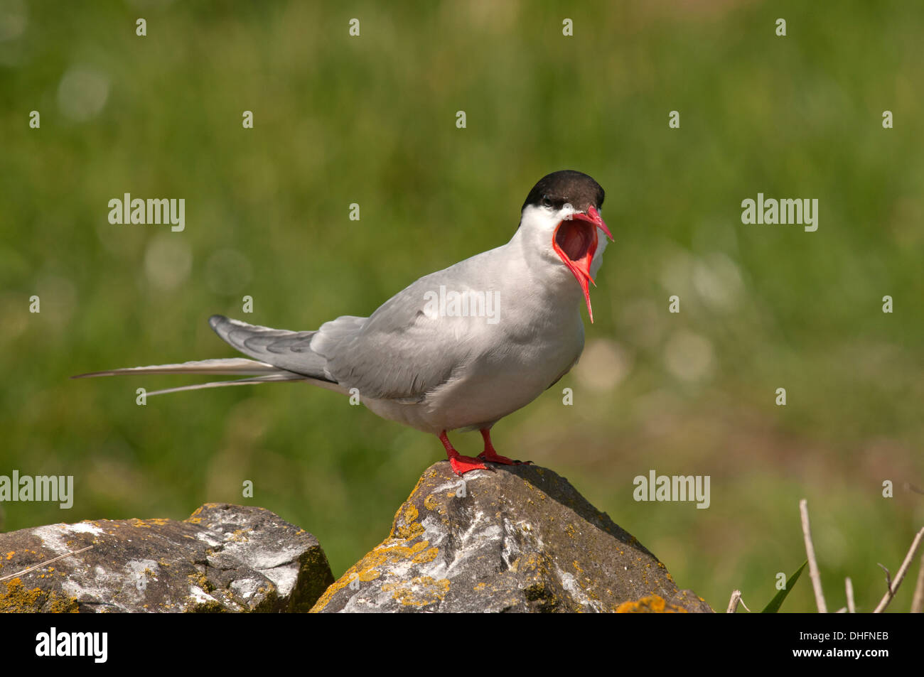 Arctic Tern (sterna paradisaea) su un terreno di coltura, Northumberland, Giugno. Foto Stock