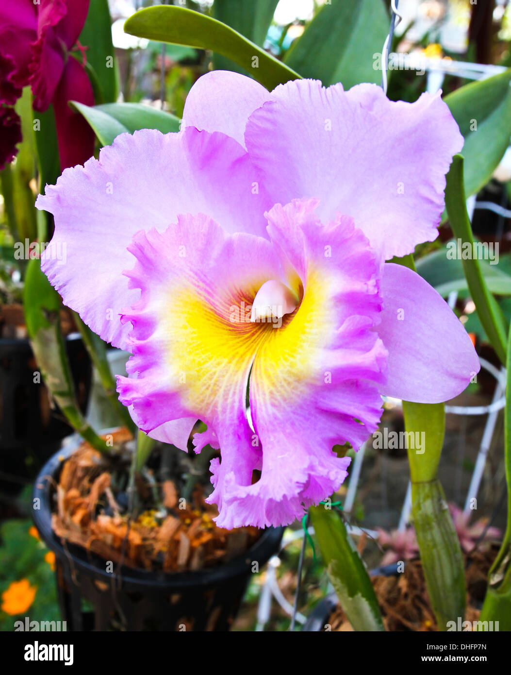 Violetta cattleya orchid flower Foto Stock