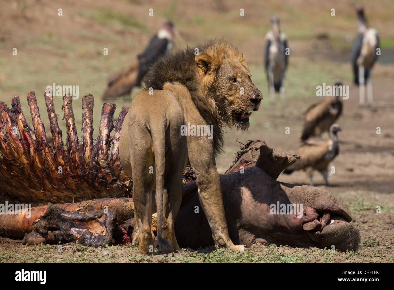 Leone maschio (Panthera leo) sulla carcassa di ippopotamo (Hippopotamus amphibius), gli avvoltoi e Marabou cicogne in background Foto Stock