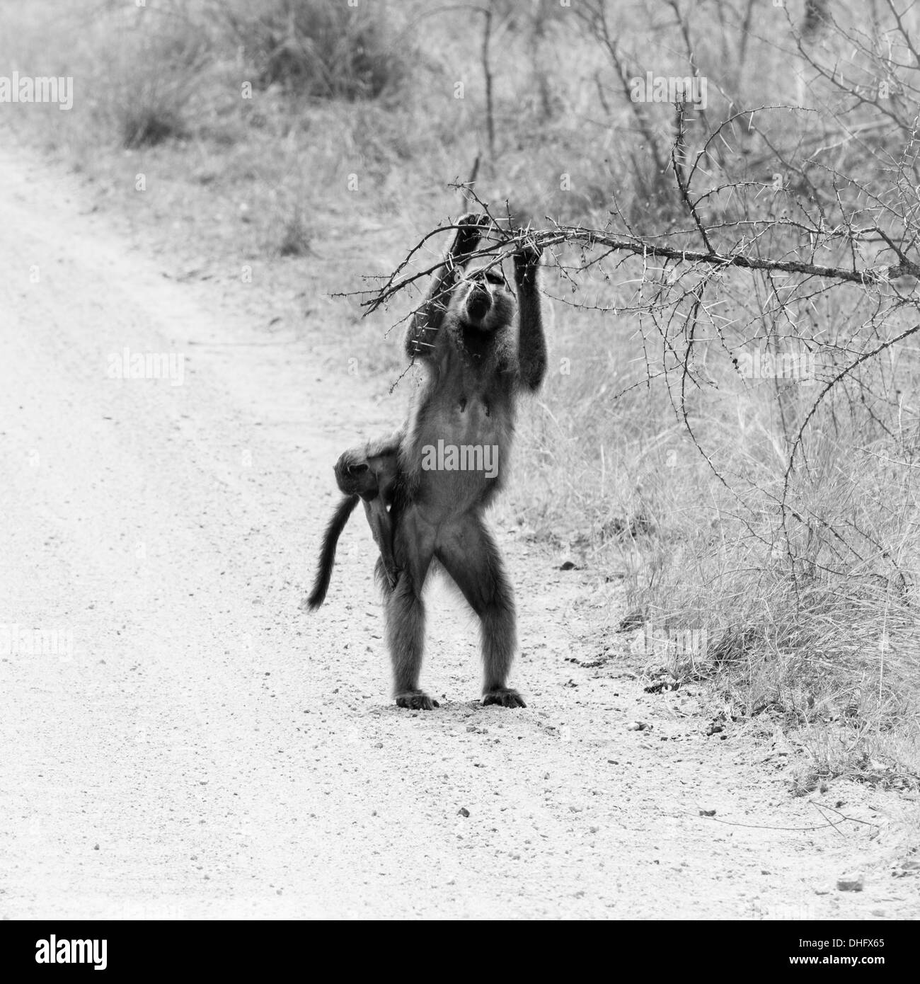 Un babbuino raggiunge per alcuni il pranzo per il suo bambino. Foto Stock