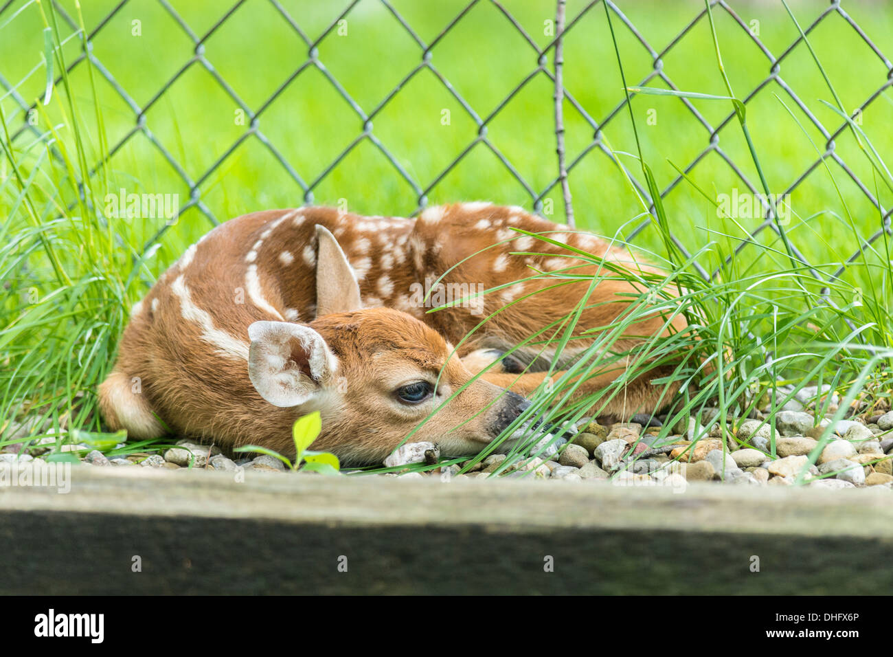 Molto giovane White-Tailed Deer Fawn posa dove lasciato da Madre Foto Stock